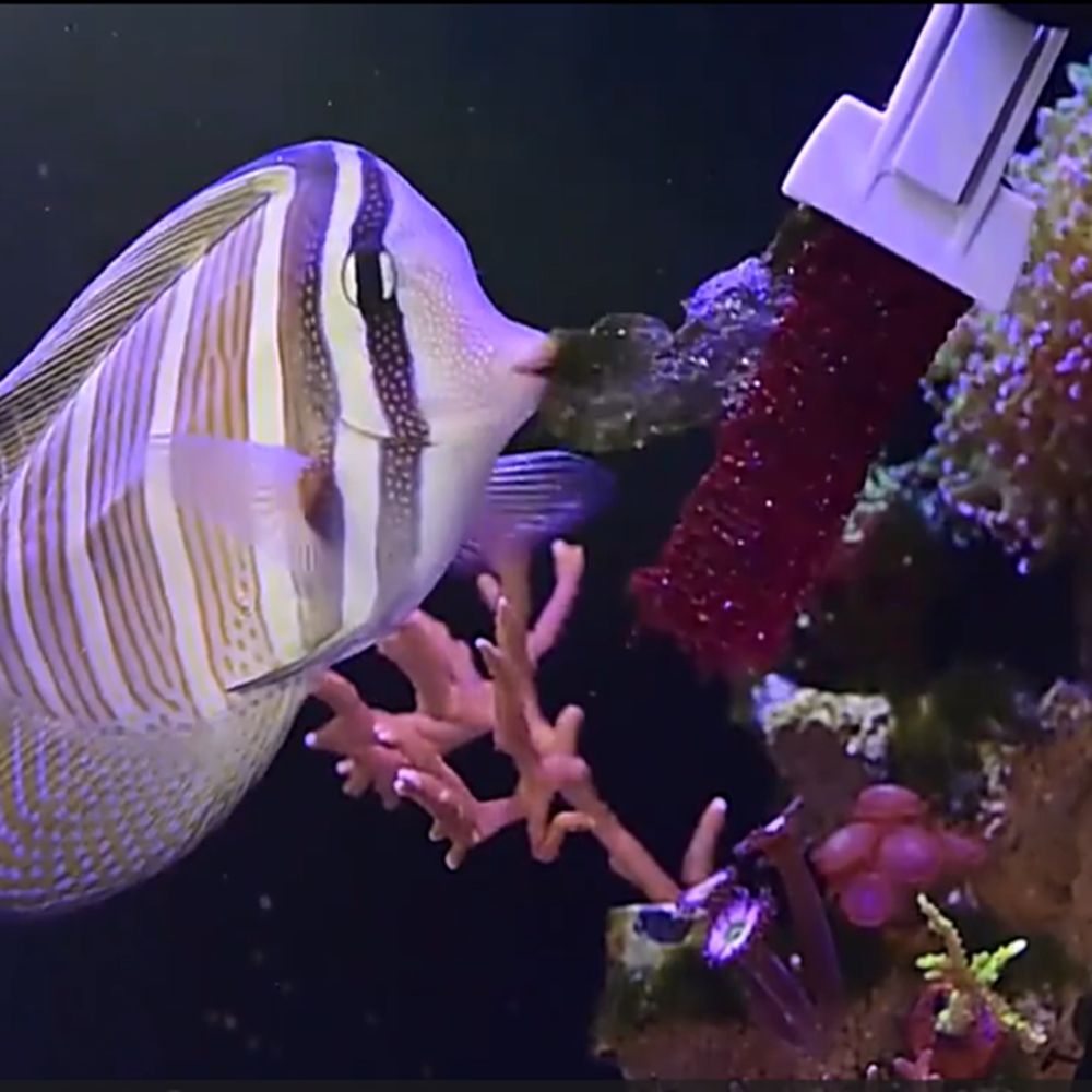 Clip Magnetica per Alghe e Ver - Aquarium Marine Services recensione e prezzo